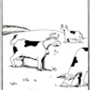 Meet your Posher, Laurie